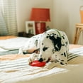 thumbnail image 3 of Playology Dog Toys | Durable Chew Toy Dual Layer Ring, Beef Scented Toy - Jumbo, 3 of 6