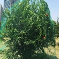 thumbnail image 2 of Anti Bird Netting Pond Green Net Protect Tree Crops Plant Fruit Flower Garden Mesh, 2 of 8