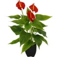 thumbnail image 2 of Plantes d'Intérieur Exotiques Rouges Vivantes, Alternative à la Plante en Soie, Parfait pour Bureau Ou Maison, Vraie Plante, Entretien Facile Anthurium Rouge, Feuillage Détaillé pour Décoration Toute l'Année, 2 of 2