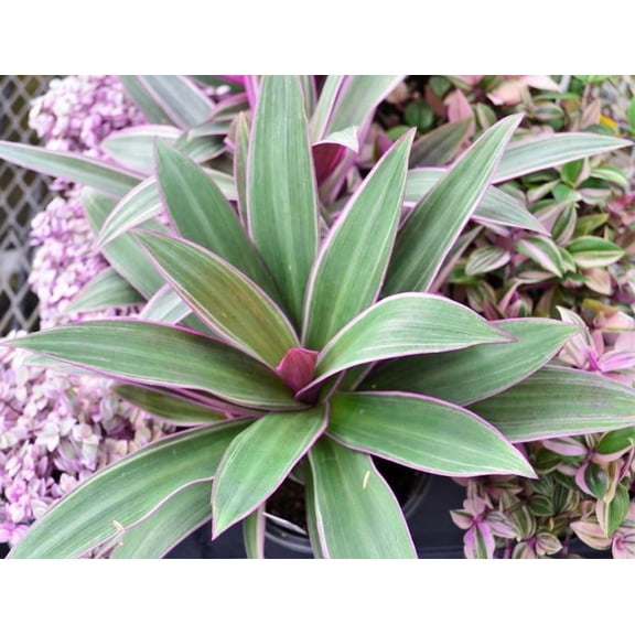 Tradescantia-Assorted-Fast-growing purple foliage 6" Hanging Basket