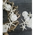 thumbnail image 5 of Dólares De Arena Blanca De 2,5 A 3 Pulgadas, 10 Unidades, Artesanía De Conchas Marinas Para Bodas, Escogidas A Mano Y Empaquetadas Profesionalmente Por Tumbler Home, 5 of 5