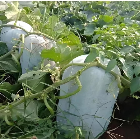 Giant Wax Gourd 20 Seeds | Large, Edible Gourds | Fast-Growing Vegetable for Cooking & Garden Display