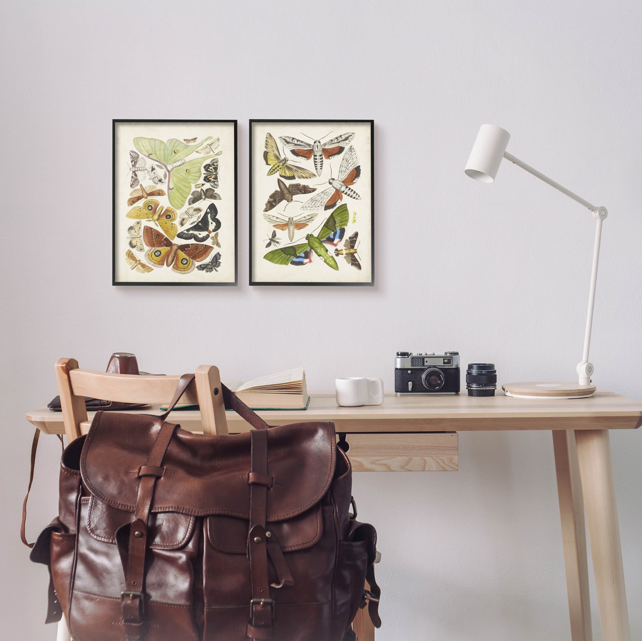 Stupell Industries Vintage Moths Latin Studies Graphic Art Black Framed Art Print Wall Art, Set of 2, Design by World Art Group