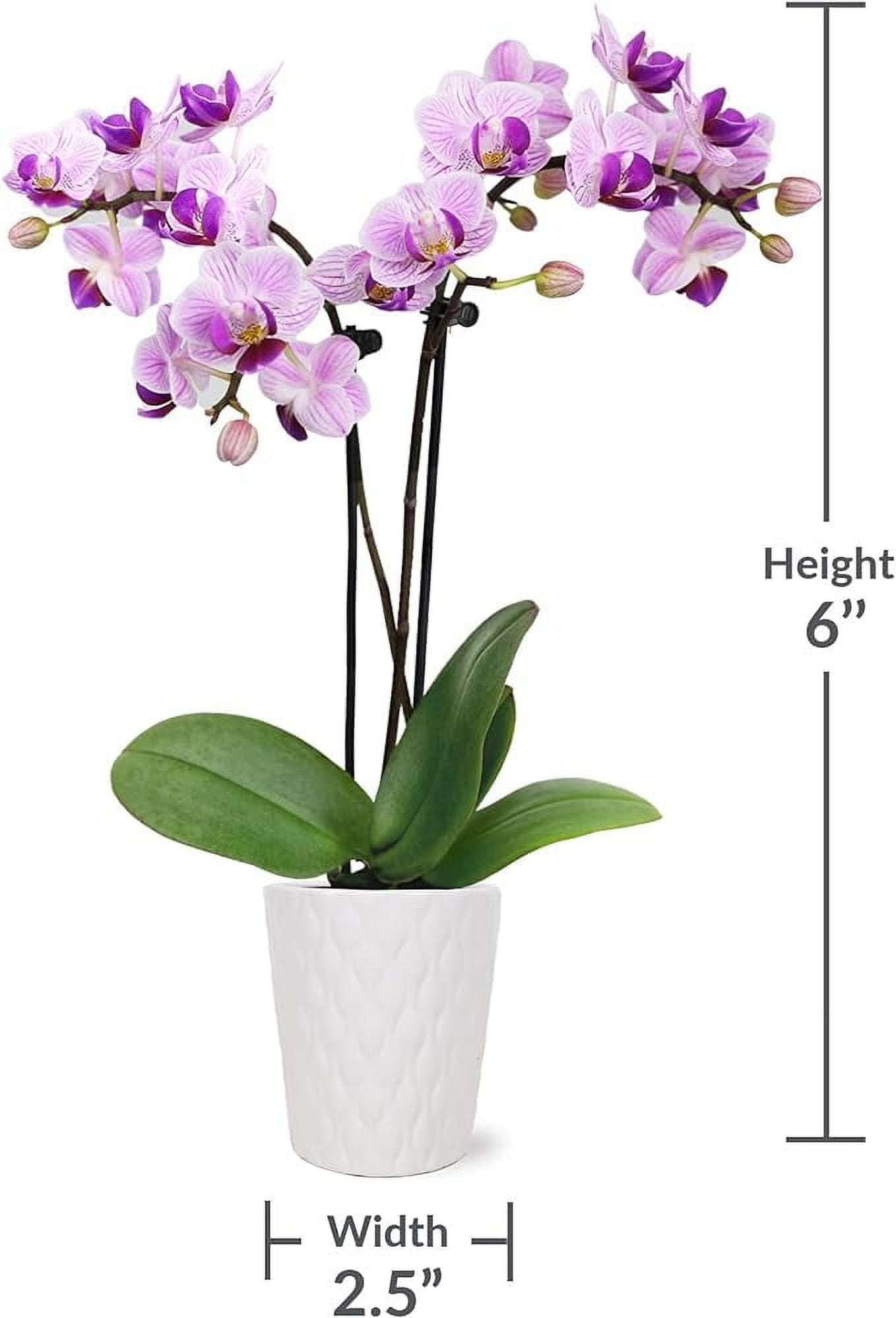Just Add Ice 20-Pack Mini Assorted Pink Orchids Live Plant Party Favors, 6-10" Height in 2.5" Diamter White Ceramic, House Plant