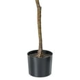 thumbnail image 5 of Vickerman 72" Artificial Milan Leaf Tree in Black Planters Pot., 5 of 6