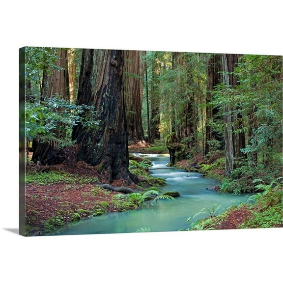 Great Big Canvas "Redwood Forest II" by Rita Crane Forest Green White Wrapped Canvas Print Wall Artwork