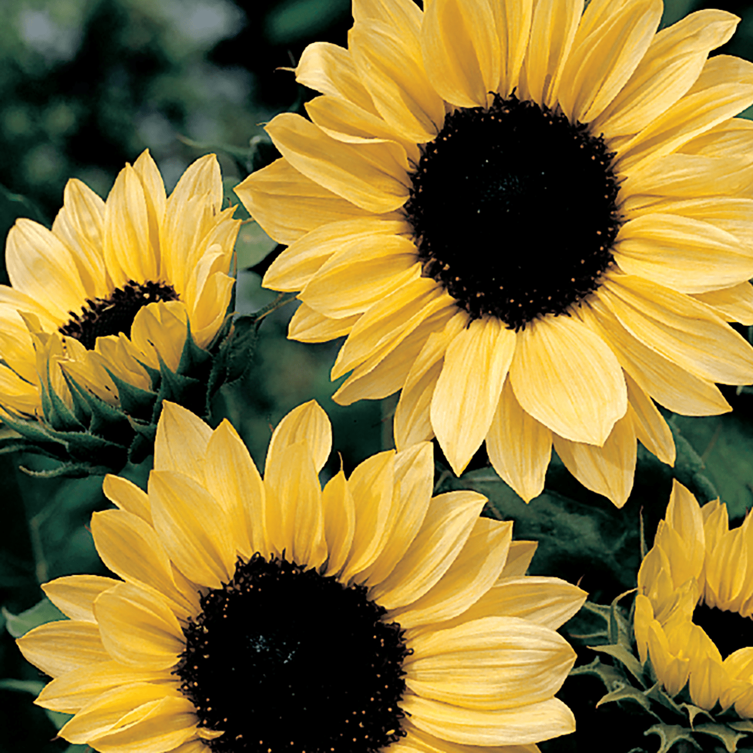 新品未使用　SUNFLOWER サンフラワー　Moon Merino Ferry-Morse 650MG Sunflower Moonshine Annual Flower Seeds