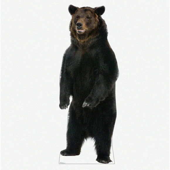 Explorateur de la Nature Ours Brun Taille Réelle Découpe Standup