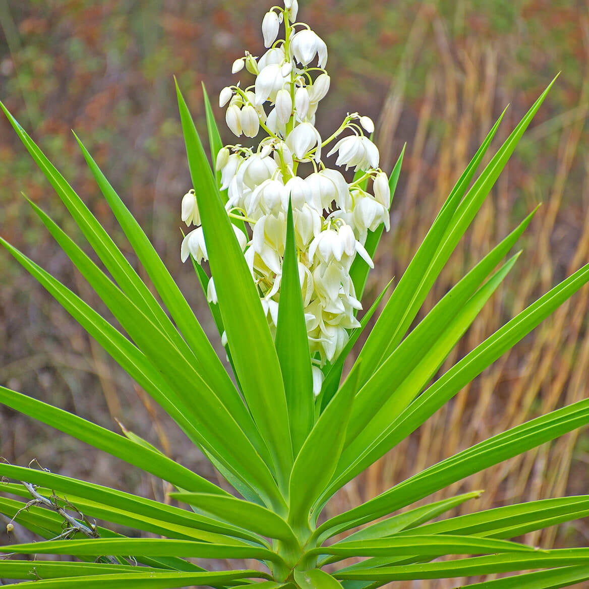 Yucca Adam's Needle - Walmart.com - Walmart.com