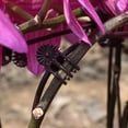 thumbnail image 4 of unbranded 100Ud Sujetadores Para Plantas Clips Para Injertos Duraderos Color Marrón Oscuro, 4 of 8
