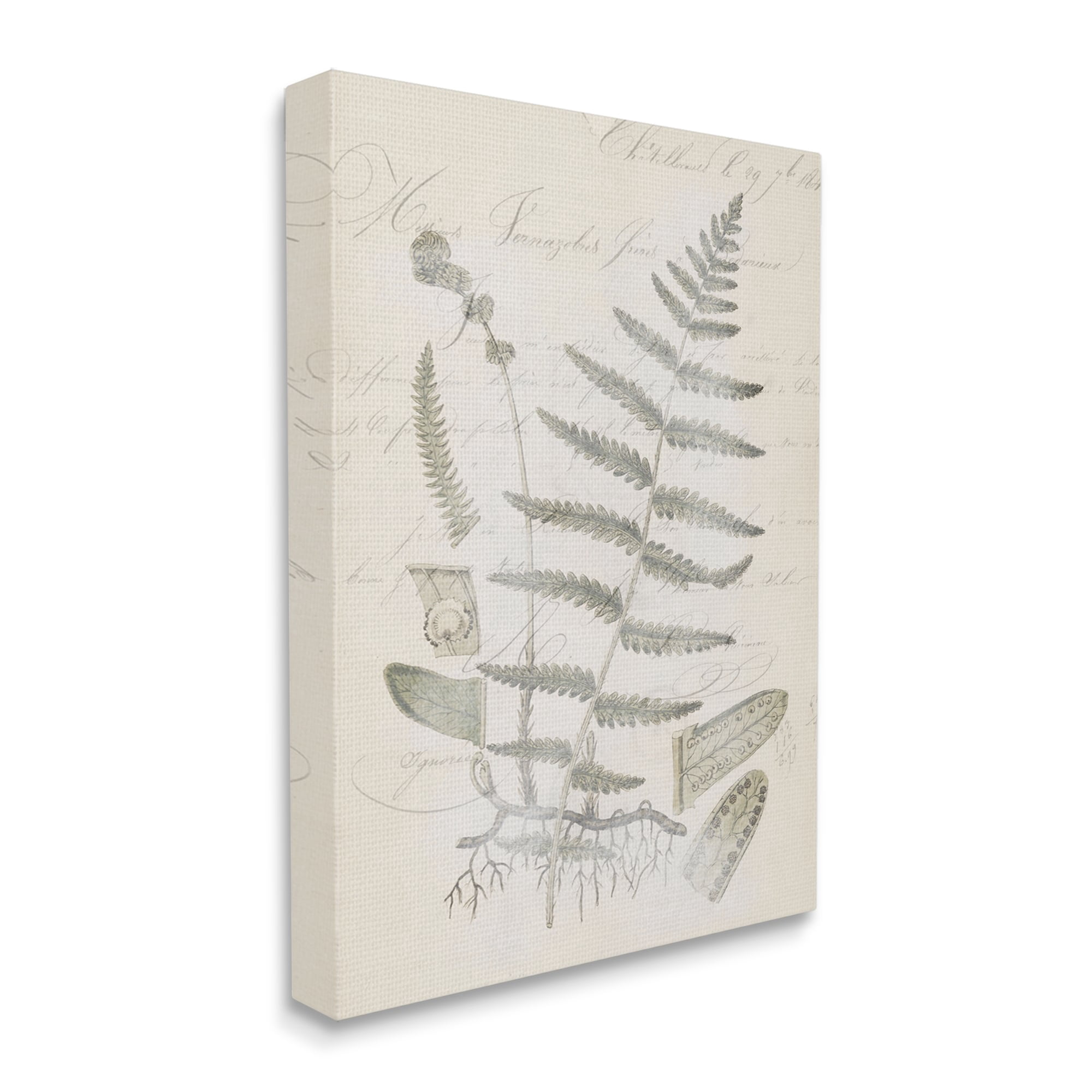 Stupell Industries Latin Study Vintage Fern Botanical Botanical & Floral Drawing Gallery Wrapped Canvas Print Wall Art