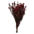 thumbnail image 1 of Vickerman H1PHY475 Faisceau de Phylica Rouge de 12-22 Po, 1 of 1
