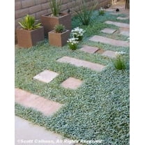 Dichondra Repens Aka Lawn Leaf Flower Evergreen Ground Cover Jocad (1000 Seeds)