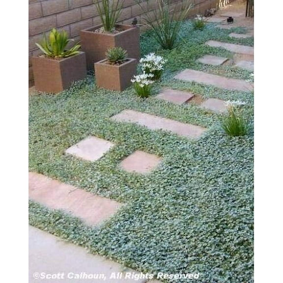 Dichondra Repens Aka Lawn Leaf Flower Evergreen Ground Cover Jocad (1000 Seeds)
