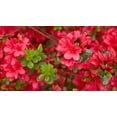 thumbnail image 2 of Hino-Crimson (Hybrid) Azalea – Live Evergreen Flowering Shrubs with Red Blooms, 3 Gallon Potted, Set of 2, 2 of 6
