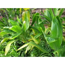 Hawaiian Green Live Ti Leaf Plant 6"-10" Tall 2" Pot Full Sun Live Starter Plant