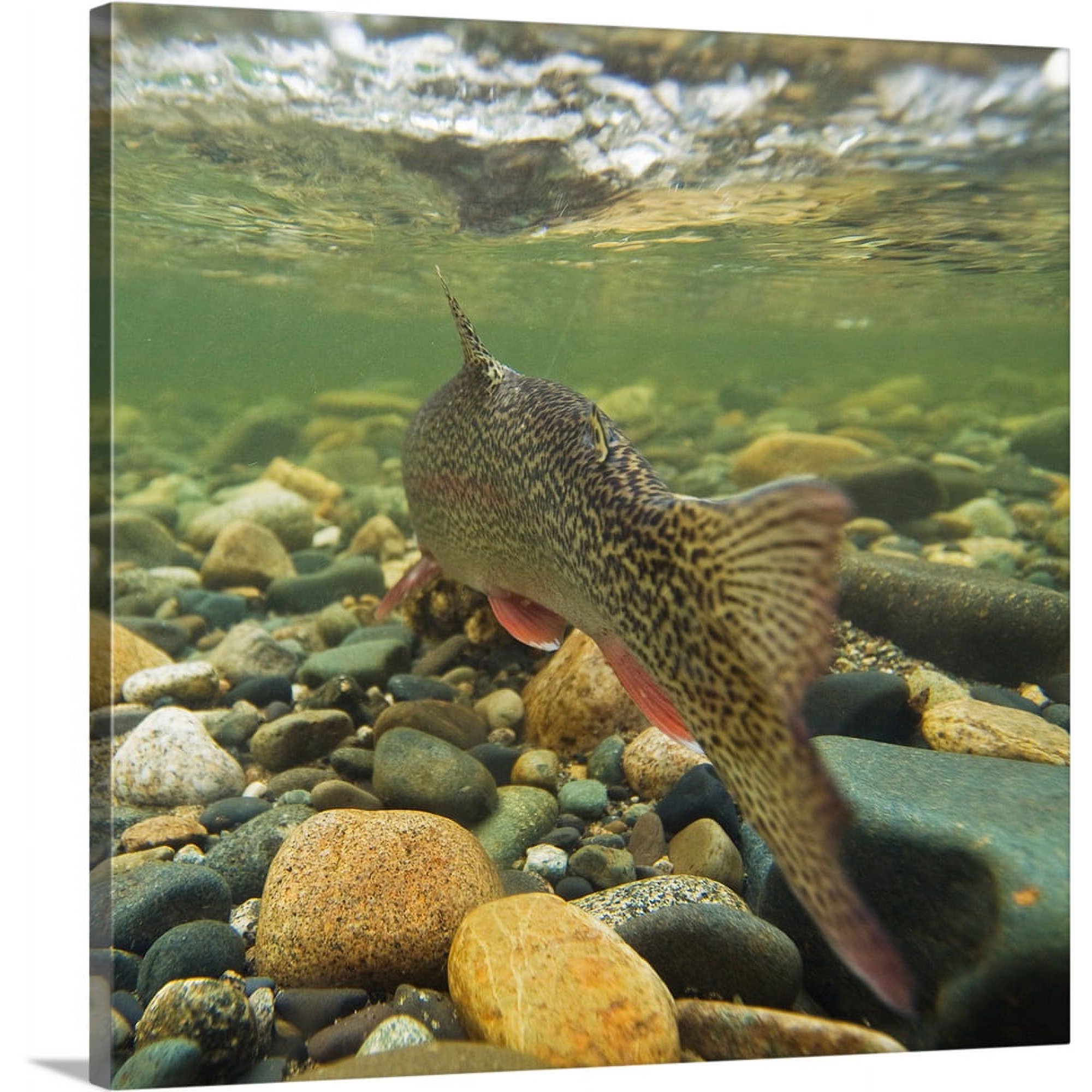 Great BIG Canvas | "Underwater view of a rainbow trout swimming upstream in Montana Creek, Alaska" Canvas Wall Art - 16x16