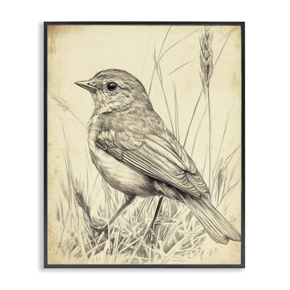 Stupell Industries Traditional Vintage Small Sketched Bird Black Framed Giclee Art, 11 x 14, by Petals Prints Design