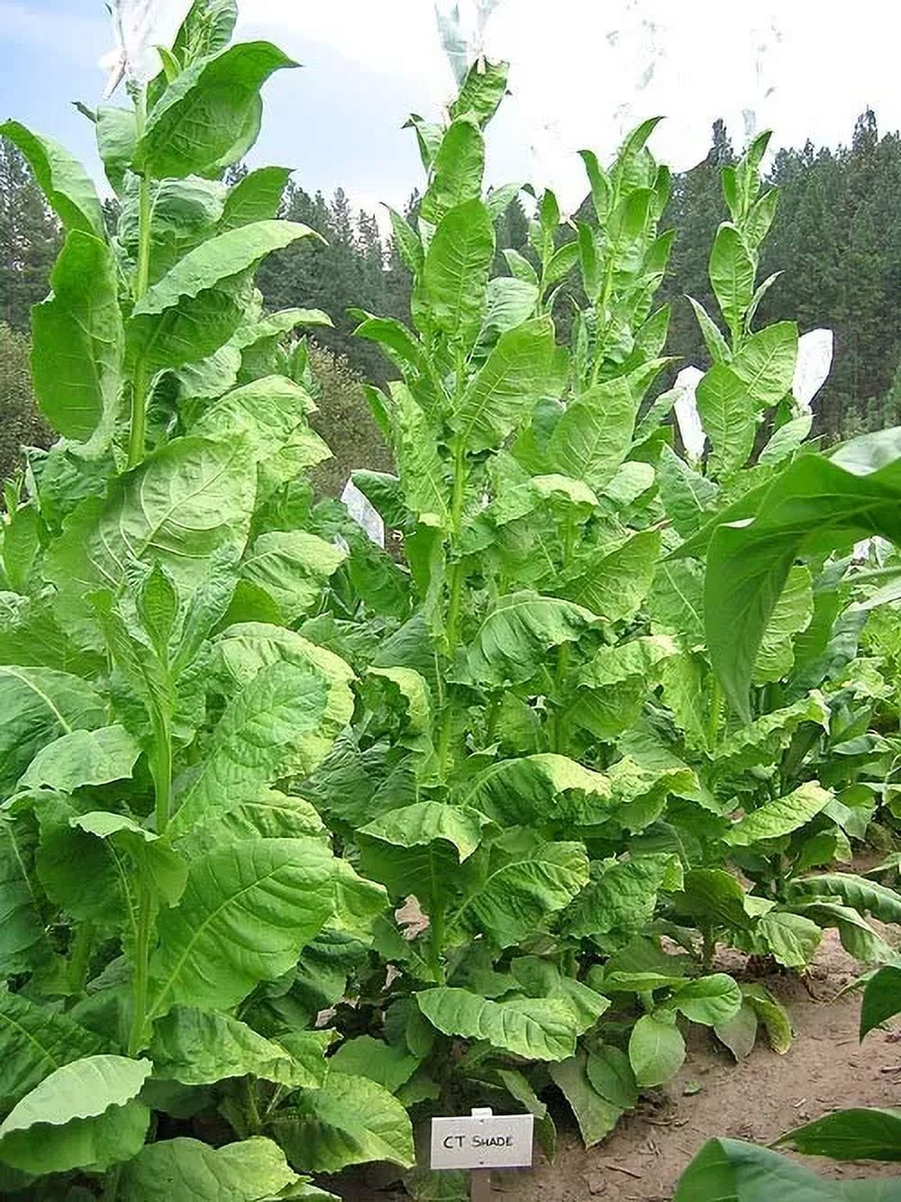 black mammoth tobacco seeds 1000 Black Mammoth Tobacco Seeds ~ Heirloom Nicotiana Tabacum black mammoth tobacco seeds 1000 Black Mammoth Tobacco Seeds ~ Heirloom Nicotiana Tabacum