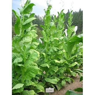 legal age for tobacco in nevada Tobacco Retailers