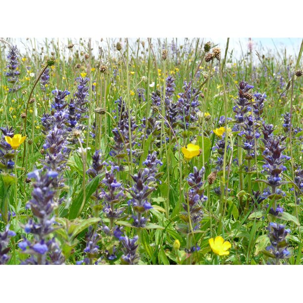 Bugle Pointed Flower Ajuga G Nbsp A Z Nbsp A A A A A A Nsel Ajuga Reptans Inch By 30 Inch Laminated Poster With Bright Colors And Vivid Imagery Fits Perfectly In Many Attractive Frames Walmart Com Walmart Com
