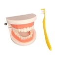 thumbnail image 2 of lionlar Teeth Model Brushing Tooth Education Montessori with Toothbrush Teeth Simulation, 2 of 5