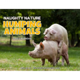 thumbnail image 2 of Calendrier des Animaux Amusants 2023, 2 of 5