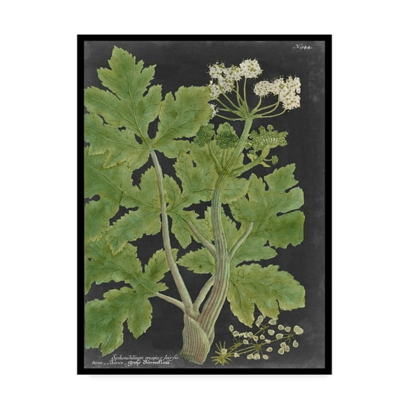 Trademark Fine Art 'Dramatic Weinmann Greenery I' Canvas Art by Vision Studio