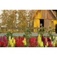 thumbnail image 1 of Snapdragons Barn II Poster Print by Dana Styber (12 x 18), 1 of 1