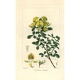 thumbnail image 2 of Rattlepod, Crotalaria Turgida, Native To Africa Poster Print By ® Florilegius Mary Evans (18 X 24), 2 of 4