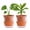 Terracotta, variant on GYA 4 Inch Design Self Watering Planter for Indoor Plants, Blue Terracotta Pot with Cylinder Glass Cup, Set of 2, 37-Y-A-4