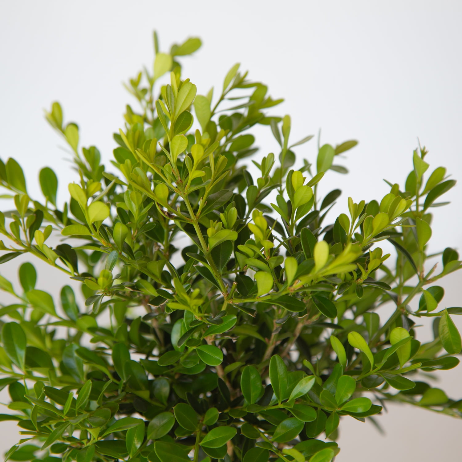 Better Boxwood Skylight (2.5 Qt.) Evergreen Full Sun Perennial Shrub with Glossy Green Foliage