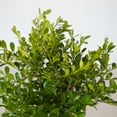 thumbnail image 2 of Better Boxwood Skylight (2 gal.) Evergreen Full Sun Perennial Shrub with Glossy Green Foliage, 2 of 6