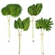 thumbnail image 5 of Billuyoard Hojas de palma tropical cómodas al tacto: no tóxicas y reutilizables Urable y reutilizable PU ampliamente Decoración Asarum máximo, 5 of 6