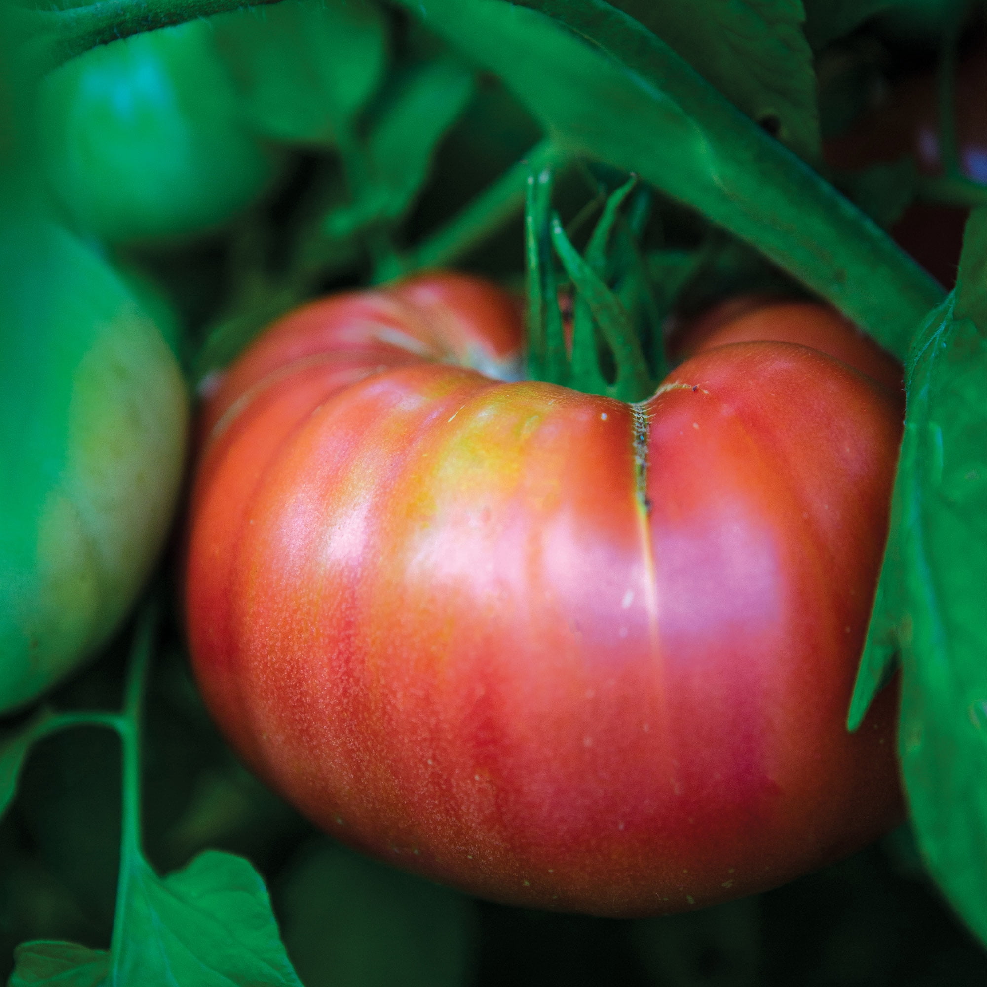 Burpee Steak Sandwich Hybrid Tomato Vegetable Seed, 1-Pack