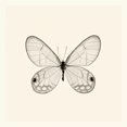 thumbnail image 3 of Van Swearingen, Debra 12x12 Black Modern Framed Museum Art Print Titled - Butterfly I BW Crop, 3 of 5