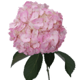 thumbnail image 4 of 10 Light Pink Hydrangea Flowers- Beautiful Fresh Cut Flowers- Express Delivery, 4 of 4