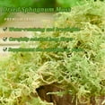 thumbnail image 4 of Natural Forest Moss for Plants and Reptiles Dried Green Sphagnum Moss Potting Mix for Orchid Plants Succulent Reptiles, 4 of 7