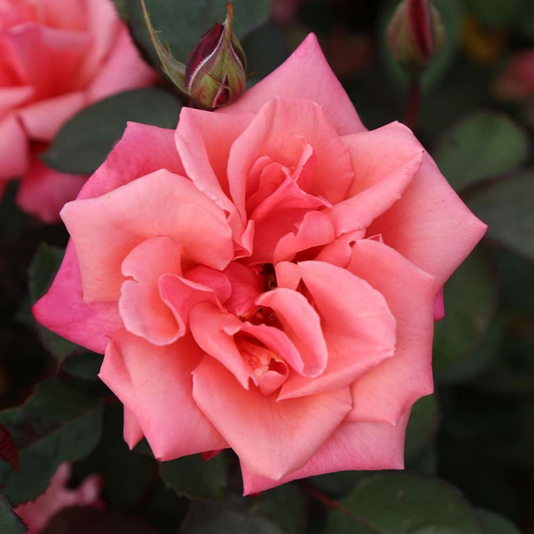 Heirloom Roses - Honeysweet Hardy Rose Bush - Live Orange Rose