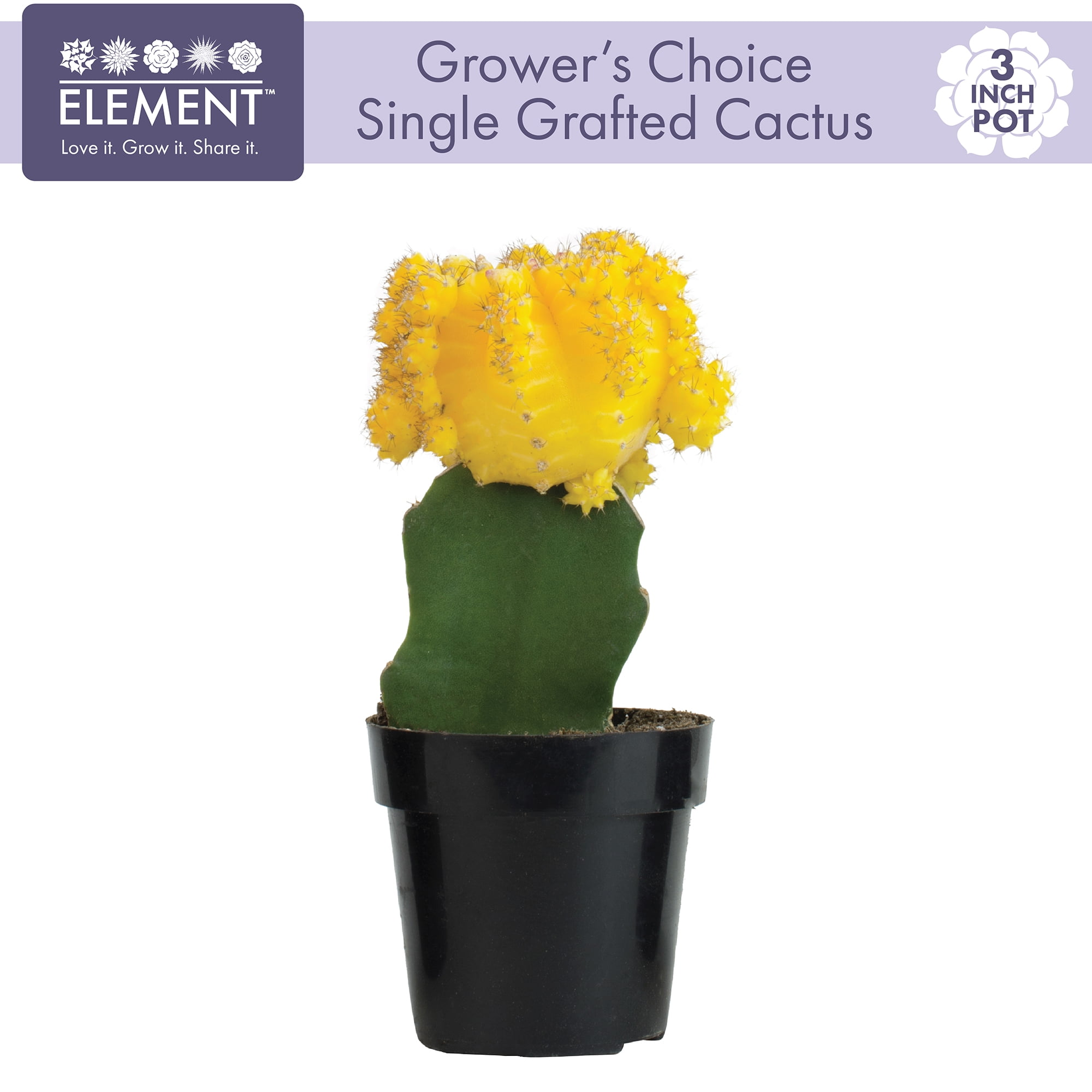 Element Colorful Grafted Cactus Live Plant in 3