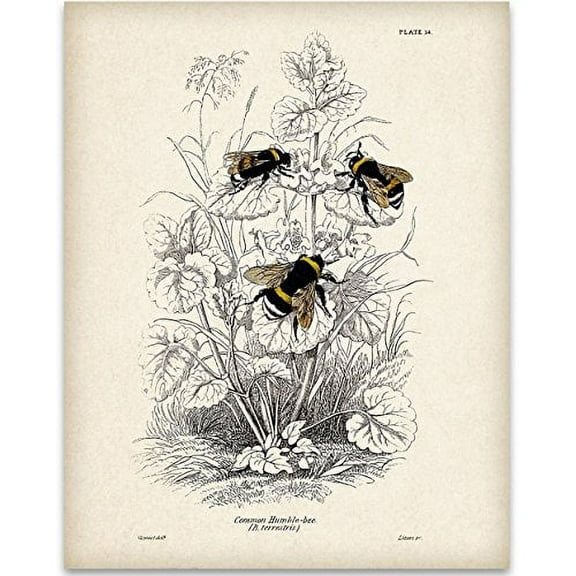 Bumble Bee Art Print - 11x14 Unframed Art Print - Great Gift for Beekeepers and Nature Lovers