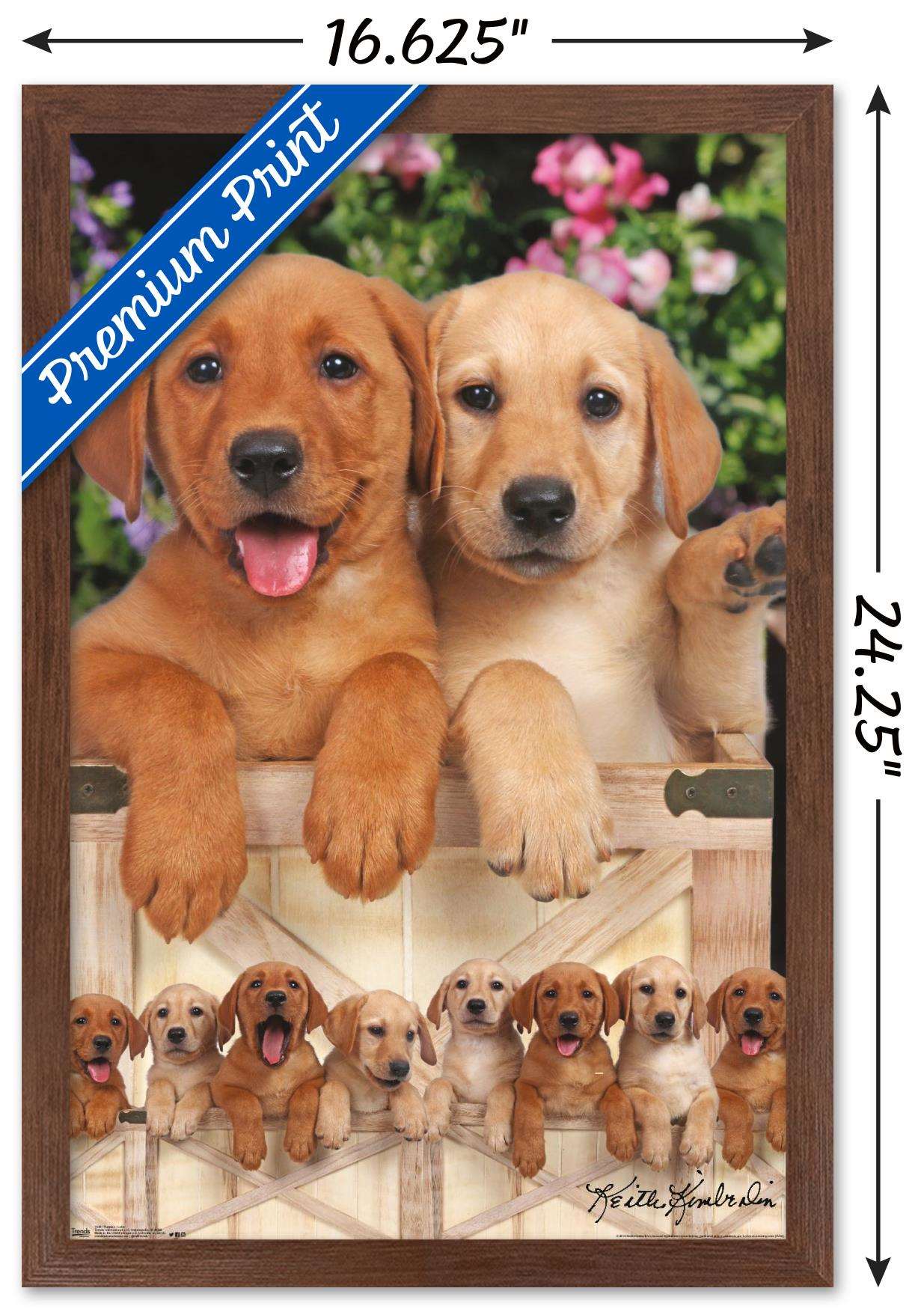 Keith Kimberlin - Puppies - Labs Wall Poster, 14.725" x 22.375", Framed