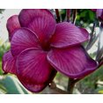 thumbnail image 4 of 5 Dark Purple Plumeria Seeds Plants Flower Seed Perennial Flowers Garden Bloomn, 4 of 12