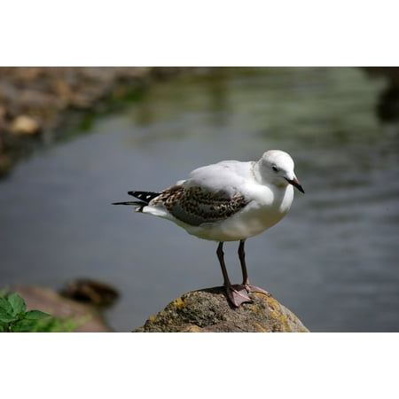 - Framed Art For Your Wall Rocks Seagull Wild Rock Bird Shore Wildlife Gull 10x13 Frame