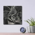 thumbnail image 4 of Luxe Metal Art 'Seattle Succulents' by Gary Horsfall, Metal Wall Art, 12"x12", 4 of 7