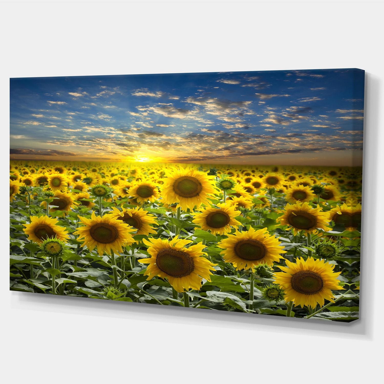 Designart Champ de tournesols en fleurs Art mural sur toile