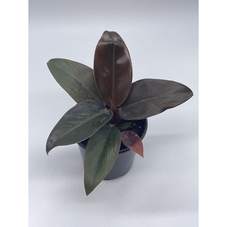 purple leafed indoor plant Buy Purple Waffle Plant Online | Hemigraphis main image 1