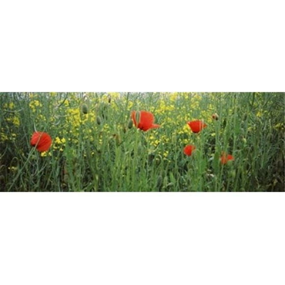 Panoramic Images PPI115625L Poppies blooming in oilseed rape - Brassica napus field Baden-Wurttemberg Germany Poster Print by Panoramic Images - 36 x 12