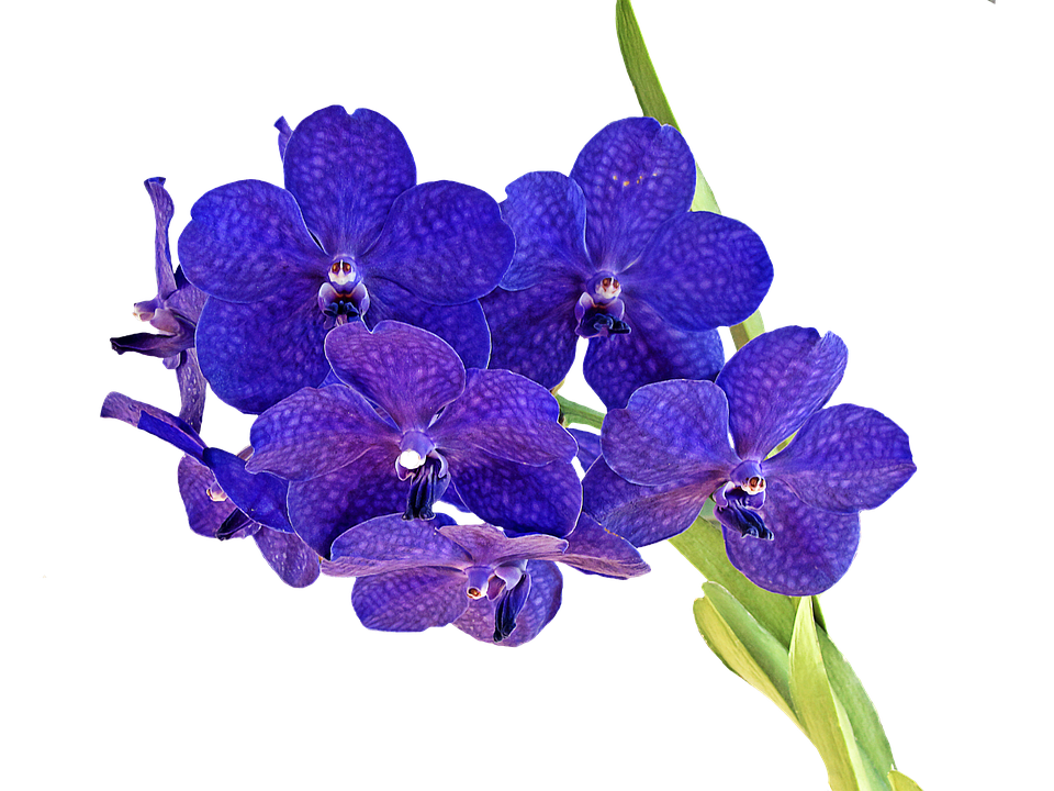 Orchid Blue Bouquet Flower20 Inch By 30 Inch Laminated Poster With