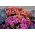thumbnail image 3 of Lewsia 'Rainbow Mix' -Hardy Succulent- Live Starter Plant, 3 of 5
